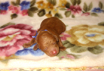 �ԍ��F11101�@�v�[�h���E�g�C�@���b�h�@�I�X�@1/4��