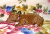 �ԍ��F11101�@�v�[�h���E�g�C�@���b�h�@�I�X�@1/4��