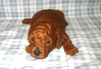 �ԍ��F11101�@�v�[�h���E�g�C�@���b�h�@�I�X�@1/4��