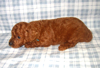 �ԍ��F11101�@�v�[�h���E�g�C�@���b�h�@�I�X�@1/4��