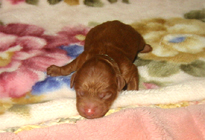 �ԍ��F11102�@�v�[�h���E�g�C�@���b�h�@�I�X�@1/4��