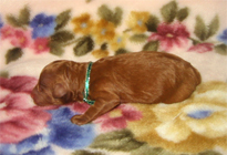 �ԍ��F11102�@�v�[�h���E�g�C�@���b�h�@�I�X�@1/4��