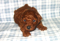 �ԍ��F11102�@�v�[�h���E�g�C�@���b�h�@�I�X�@1/4��