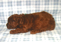 �ԍ��F11102�@�v�[�h���E�g�C�@���b�h�@�I�X�@1/4��