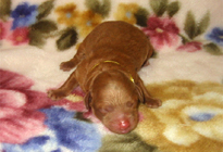 �ԍ��F11103�@�v�[�h���E�g�C�@���b�h�@���X�@1/4��