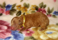 �ԍ��F11103�@�v�[�h���E�g�C�@���b�h�@���X�@1/4��