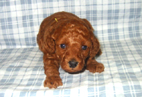 �ԍ��F11103�@�v�[�h���E�g�C�@���b�h�@���X�@1/4��