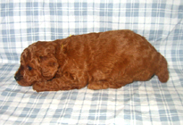 �ԍ��F11103�@�v�[�h���E�g�C�@���b�h�@���X�@1/4��