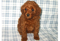 �ԍ��F11103�@�v�[�h���E�g�C�@���b�h�@���X�@1/4��