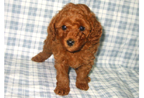 �ԍ��F11103�@�v�[�h���E�g�C�@���b�h�@���X�@1/4��