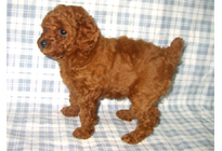 �ԍ��F11103�@�v�[�h���E�g�C�@���b�h�@���X�@1/4��