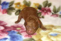 �ԍ��F11104�@�v�[�h���E�g�C�@���b�h�@���X�@1/4��