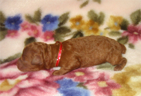 �ԍ��F11104�@�v�[�h���E�g�C�@���b�h�@���X�@1/4��