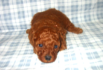 �ԍ��F11104�@�v�[�h���E�g�C�@���b�h�@���X�@1/4��