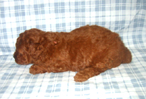 �ԍ��F11104�@�v�[�h���E�g�C�@���b�h�@���X�@1/4��