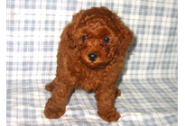 �ԍ��F11104�@�v�[�h���E�g�C�@���b�h�@���X�@1/4��