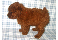 �ԍ��F11104�@�v�[�h���E�g�C�@���b�h�@���X�@1/4��