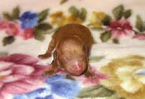 �ԍ��F11105�@�v�[�h���E�g�C�@���b�h�@���X�@1/4��