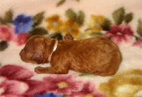 �ԍ��F11105�@�v�[�h���E�g�C�@���b�h�@���X�@1/4��