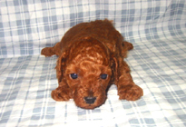 �ԍ��F11105�@�v�[�h���E�g�C�@���b�h�@���X�@1/4��