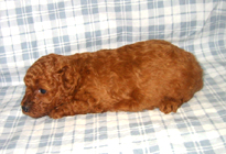 �ԍ��F11105�@�v�[�h���E�g�C�@���b�h�@���X�@1/4��