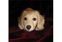 �ԍ��F15001�@�_�b�N�XM�E�����O�@�N���[���@���X�@3/14��