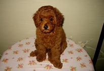 �ԍ��F15002�@�v�[�h���E�g�C�@���b�h�@���X�@5/19��