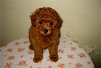 �ԍ��F15003�@�v�[�h���E�g�C�@���b�h�@���X�@5/19��