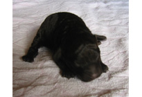 �ԍ��F15004�@�v�[�h���E�g�C�@�u���E���@�I�X�@2/1��