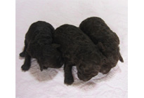 �v�[�h���E�g�C�@�u���E���@�q���B