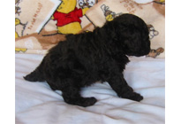 �ԍ��F15004�@�v�[�h���E�g�C�@�u���E���@�I�X�@2/1��