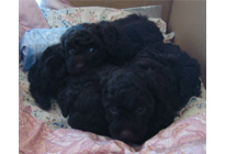 �v�[�h���E�g�C�@�u���E���@�q���B