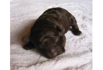 �ԍ��F15005�@�v�[�h���E�g�C�@�u���E���@���X�@2/1��