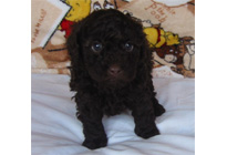 �ԍ��F15005�@�v�[�h���E�g�C�@�u���E���@���X�@2/1��