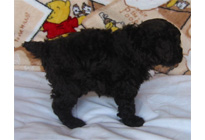 �ԍ��F15005�@�v�[�h���E�g�C�@�u���E���@���X�@2/1��