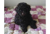 �ԍ��F15005�@�v�[�h���E�g�C�@�u���E���@���X�@2/1��