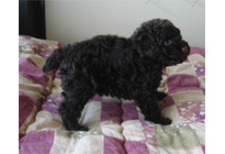 �ԍ��F15005�@�v�[�h���E�g�C�@�u���E���@���X�@2/1��