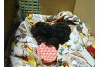 �ԍ��F15005�@�v�[�h���E�g�C�@�u���E���@���X�@2/1��