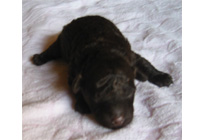 �ԍ��F15005�@�v�[�h���E�g�C�@�u���E���@���X�@2/1��