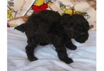 �ԍ��F15006�@�v�[�h���E�g�C�@�u���E���@���X�@2/1��