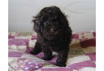 �ԍ��F15006�@�v�[�h���E�g�C�@�u���E���@���X�@2/1��