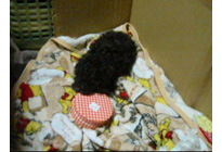 �ԍ��F15005�@�v�[�h���E�g�C�@�u���E���@���X�@2/1��