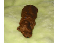 �ԍ��F16007�@�v�[�h���E�g�C�@���b�h�@�I�X�@6/16��