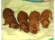 �ԍ��F16007�@�v�[�h���E�g�C�@���b�h�@�I�X�@6/16��