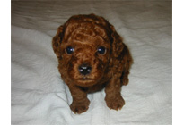 �ԍ��F16007�@�v�[�h���E�g�C�@���b�h�@�I�X�@6/16��