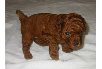 �ԍ��F16007�@�v�[�h���E�g�C�@���b�h�@�I�X�@6/16��