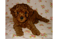 �ԍ��F16007�@�v�[�h���E�g�C�@���b�h�@�I�X�@6/16��