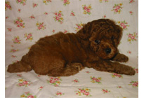 �ԍ��F16007�@�v�[�h���E�g�C�@���b�h�@�I�X�@6/16��