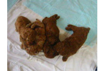 �ԍ��F16007�@�v�[�h���E�g�C�@���b�h�@�I�X�@6/16��