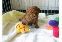 �ԍ��F16007�@�v�[�h���E�g�C�@���b�h�@�I�X�@6/16��